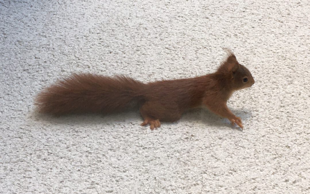 Besuch auf dem Balkon