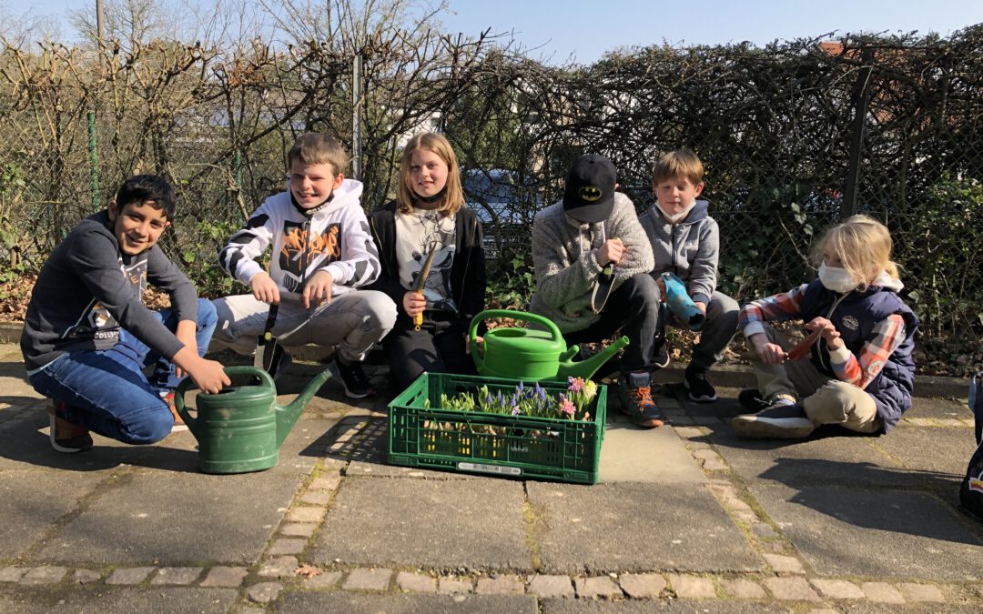 Frühblüher pflanzen auf dem Schulhof in Alfter