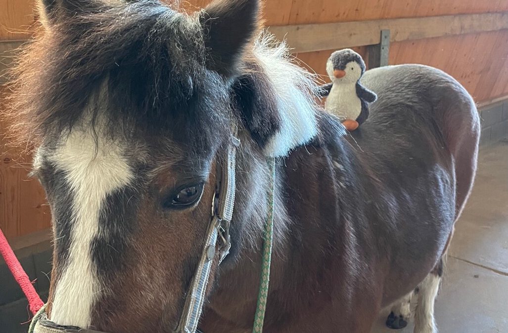 Pony Workshop der Pinguinklasse